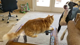 Cat Disciplines Great Dane For Jumping On The Furniture