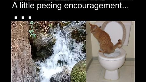 A little peeing encouragement...#short