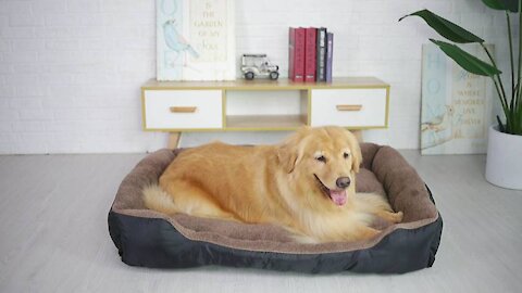 Utotol Dog Beds for Medium Dogs,