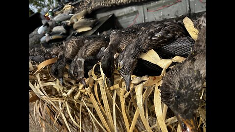 Duck hunting the Mississippi River