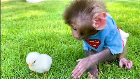 MONKEY GO WASH and play with Chicken - Long Tail Monkey