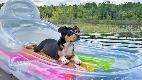 Puppy Enjoys July 4th on a Floatie of Freedom