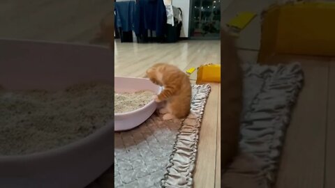 FUNNY CUTE KITTEN - Tiktok Compiled #Shorts