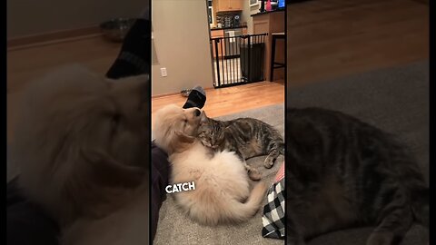 Their dog and cat have become best friends ❤️