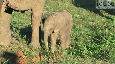 Brand New Baby Elephant