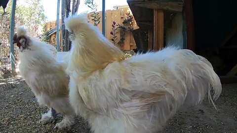 Backyard Chickens Relaxing Sounds Noises Hens Clucking Roosters Crowing!