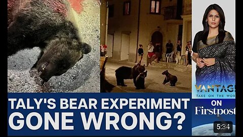 Italy Kills Bear, Sparks Outrage as Countries Wrestle With Bear Problem |