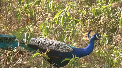 Beautiful Peacock, India