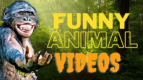 must watch-funny animals videos