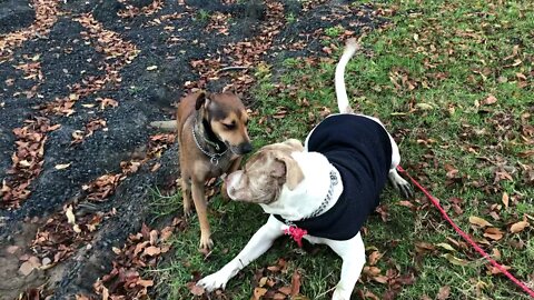 Henry is under a new training regime and tries to play with a visiting dog