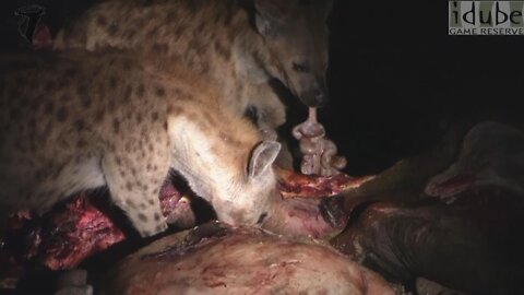 SCAVENGERS: Leopards, Hyenas, Lions and Vultures Eat a Cape Buffalo