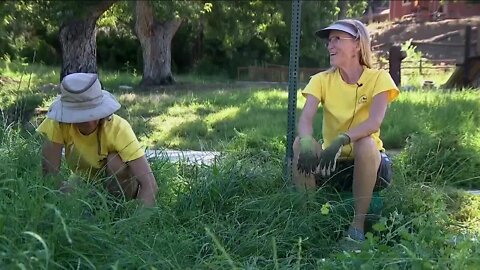 Keeping park pesticide free means a lot of hard work for Golden volunteer