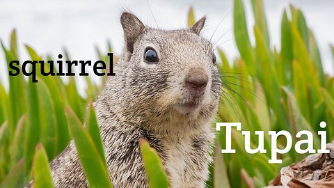 rare animals, cute squirrels