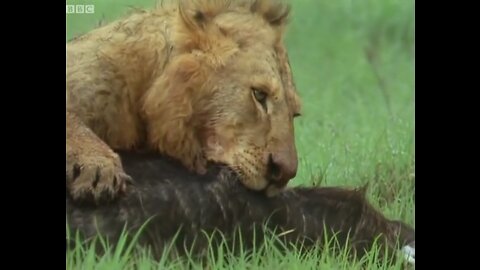 Lion Pride vs Buffalo | BBC Earth🌍