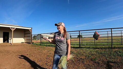 Rescued Belgian Draft Horse saved from a kill pen - Anna's Veterinarian Check-Up Ep.29