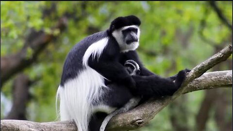 Black and white Colobus Monkey