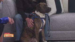 Pet Patrol | Morning Blend