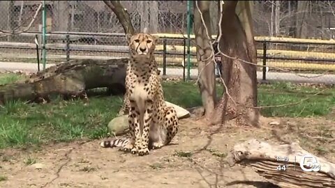 Cleveland Zoo needs your broken holiday lights to help protect lions, cheetahs