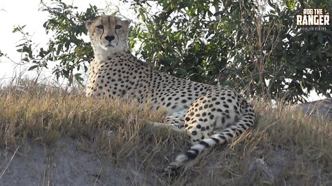 Eye To Eye With A Beautiful Male Cheetah | Endangered Species