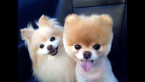 Mini Pomeranian | Dogs Funny Videos | Cute Dog Video |