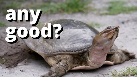 Catching and Eating a Big Softshell Turtle! (Will I do it Again?)