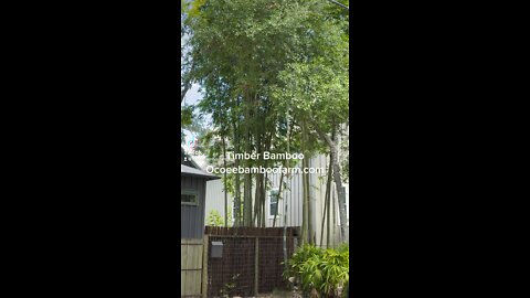 Timber Bamboo and Privacy Bamboo Nursery in Florida Ocoee Bamboo Farm 407-777-4807