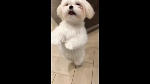 cute dancer puppy video