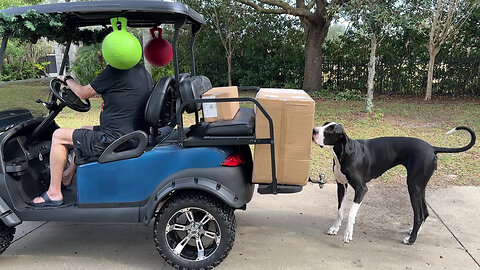 Funny Great Dane Supervises Pizza Oven Delivery