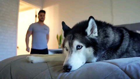 Husky dog refuses to take a bath.