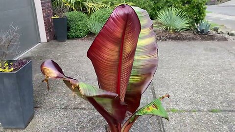 Red Abyssinian banana back from the dead.