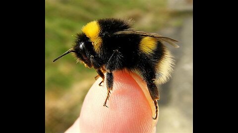 Nursing an injured bumblebee back to health 🐝