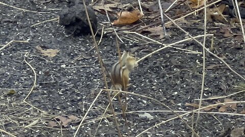 Chippy playing catch 😊😍