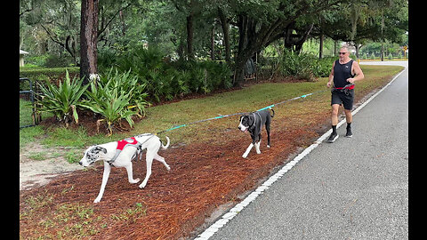 Great Danes 1st Tandem Harness Ironman Training Run - Speed Matters