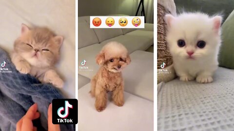 TIKTOK COMPILATION 2022 - CUTE ANIMALS PUPPIES KITTEN