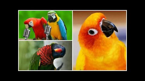 Funny Parrots || Funny Parrots || Funny Parrots || Funny birds compilation of videos