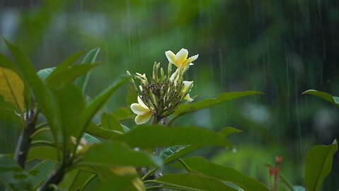 4 Hours of Rain | Sounds for Deep Sleep and Relaxation