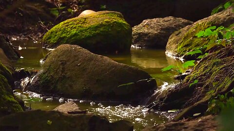 Soothing Forest Waterfall Nature Sounds, Relaxing Music, Healing Nature Sounds for Sleep