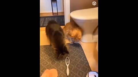 funny cat & dog video 🤣😂🤣😂