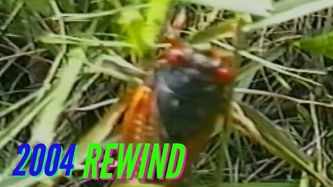 INVASION OF THE 17 YEAR CICADAS (2004 REWIND)