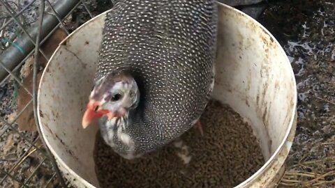 Evening routine with the birds. Locked up all the baby keets and the older keets with the Geese.