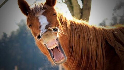 funny horse