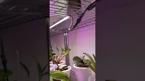 Excellent, Affordable LED grow lights! #shorts