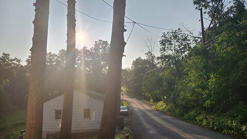 Tree Removal Part II