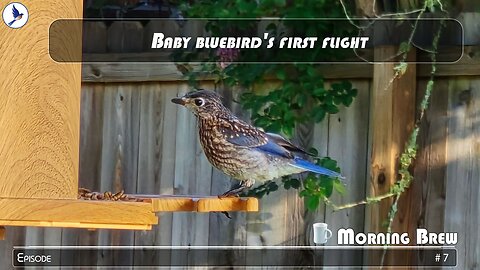 Baby bluebird's first flight