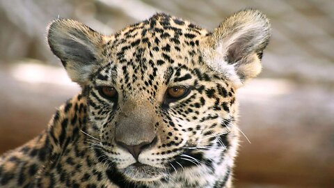 🔥 Leopard Baby videos