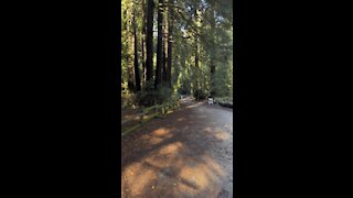 Hiking with Redwoods