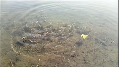 funny fishing 🐳🦈🐟#funny video