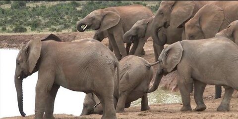 Addo National Park video - (Elephants; Lions; Buffalos; Kudu and many other wildlife)