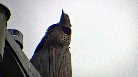 IECV NV #717 - 👀 Northern Flicker On The Light Pole🐦 9-24-2018