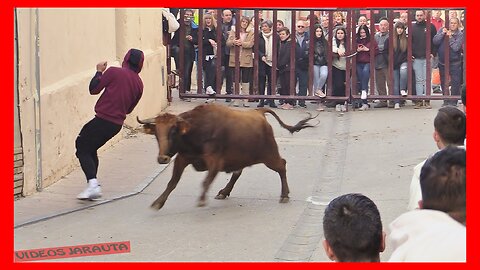 GALLUR ( ZARAGOZA ) TARDE VACAS CALLE ( DOMINGO 19 FEBRERO 2023 ) HNOS.VELA